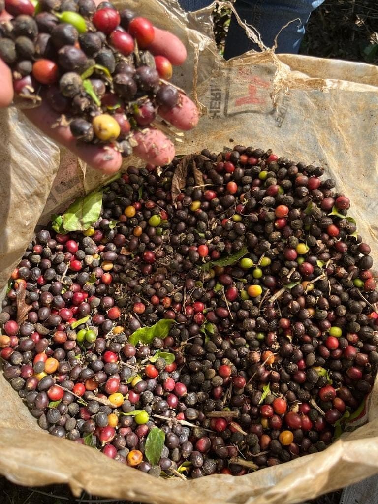 Ripe coffee cherries in a sack