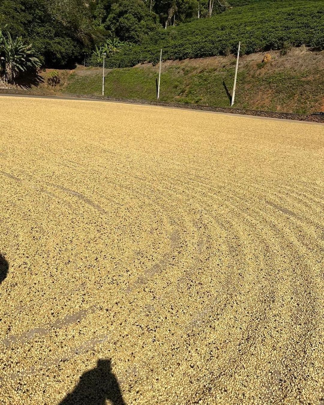 Coffee drying in the sun on a patio