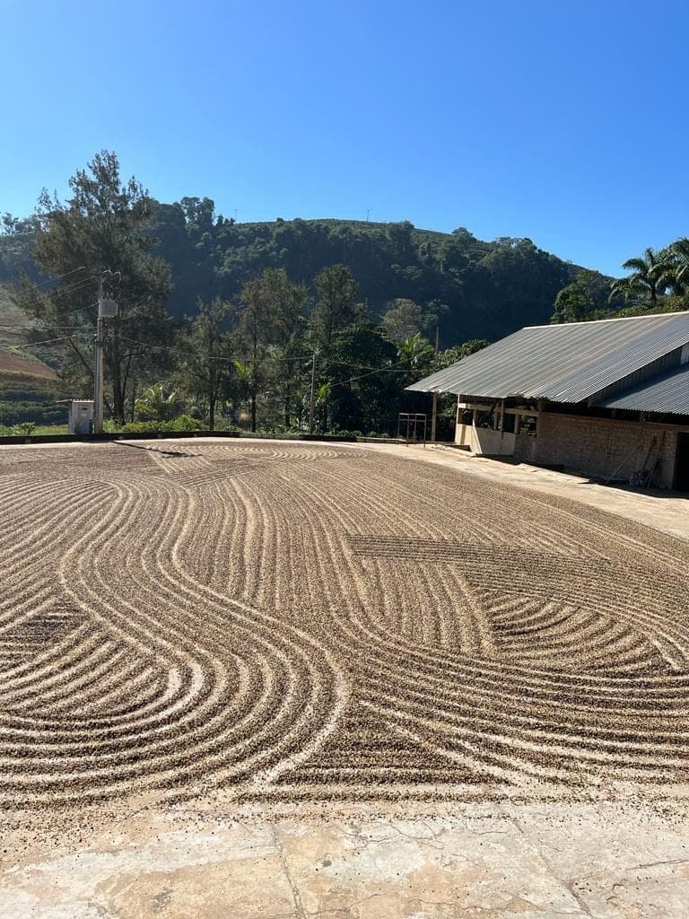 A coffee drying terrace in front of a processing building