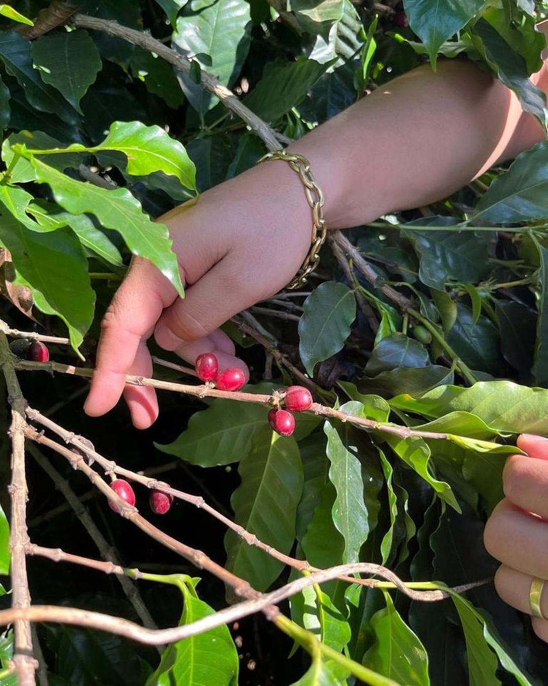A hand picking ripe cherries from a coffee branch