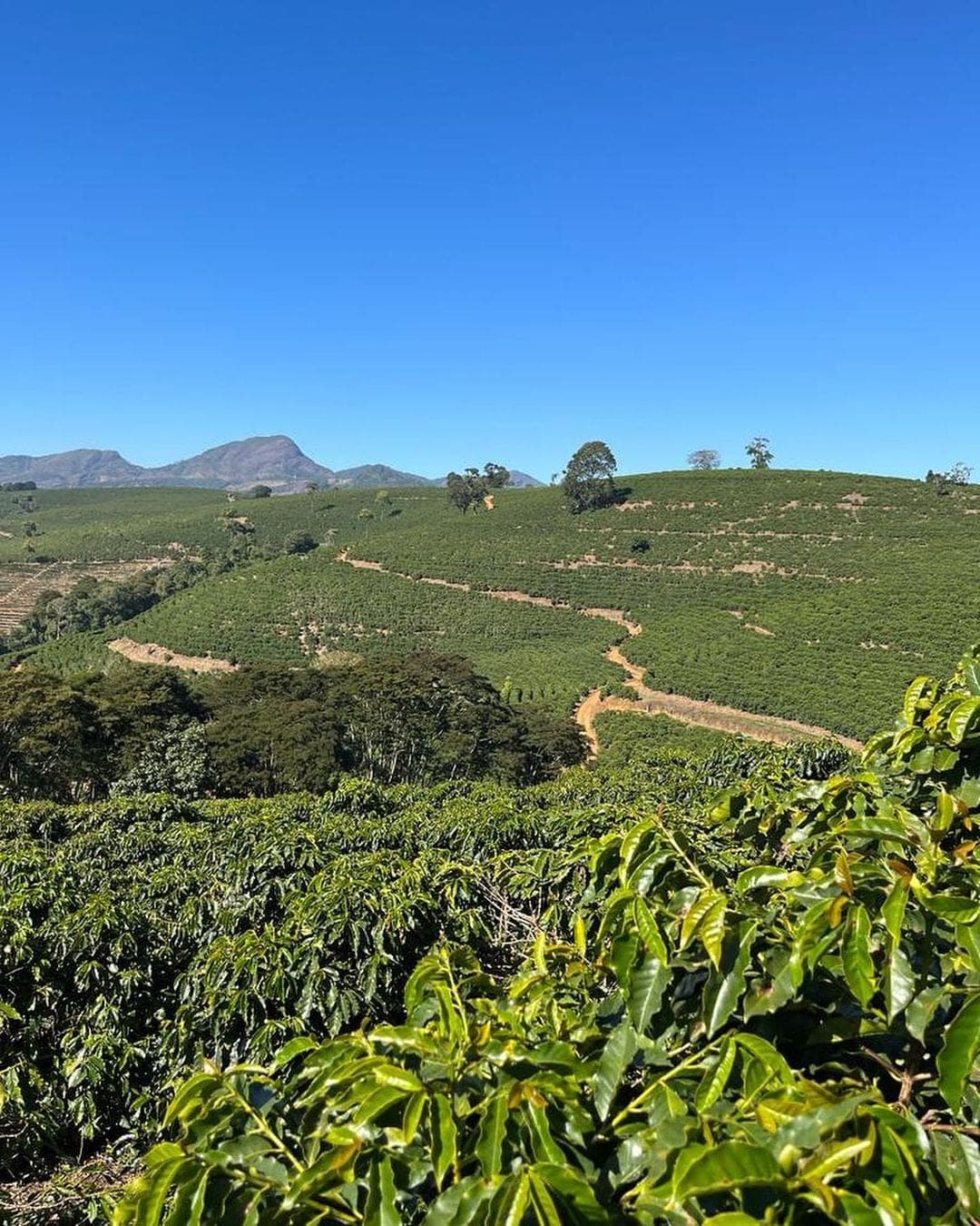 A coffee plantation on green hills under a blue sky